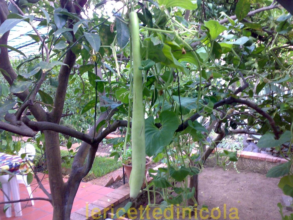 zucchina-lunga-e-tenerumi